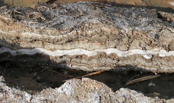 Dead sea salt på Jordan, Mellanöstern — Stockfoto