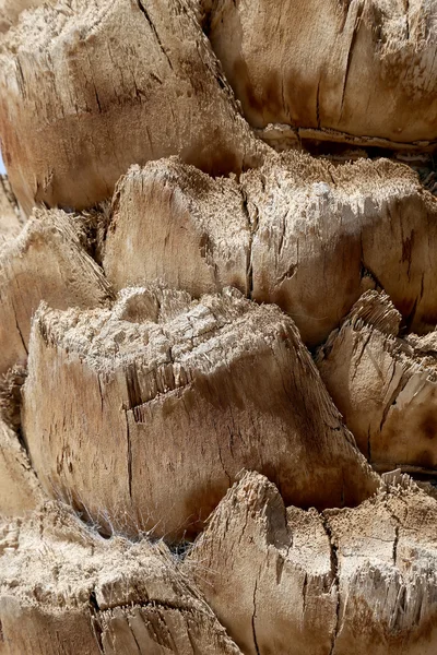 Date Palm tree trunk. The rough textured surface of the trunk of a date palm tree — Stock Photo, Image