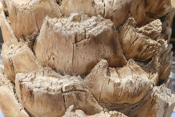 Un tronc de palmier dattier. La surface rugueuse texturée du tronc d'un palmier dattier — Photo