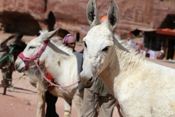 Burros entre el paisaje del desierto de piedra arenisca de Petra, Jordania es un símbolo de Jordania, así como la atracción turística más visitada de Jordania — Foto de Stock