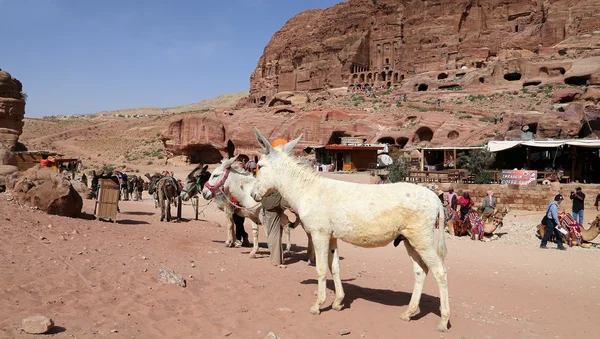 Burros entre el paisaje del desierto de piedra arenisca de Petra, Jordania es un símbolo de Jordania, así como la atracción turística más visitada de Jordania — Foto de Stock