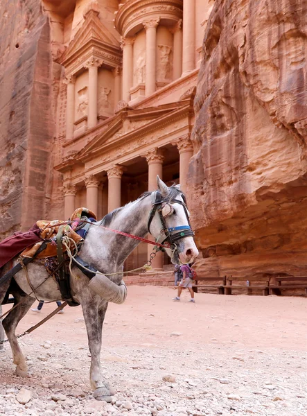 Al khazneh lub Skarbu Państwa w petra, Jordania - jest to symbol jordan, jak również jordan jest najczęściej odwiedzanym atrakcją. Petra została zostało wpisane na listę Światowego Dziedzictwa UNESCO od 1985 roku — Zdjęcie stockowe