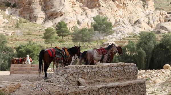 Cavalos beduínos em Petra, Jordânia é um símbolo da Jordânia, bem como a atração turística mais visitada da Jordânia — Fotografia de Stock