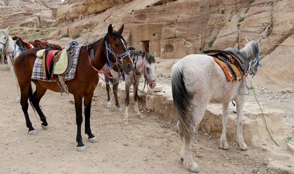 Beduini koni w Petra, Jordan--to jest symbolem Jordan, jak również jako Jordan jest najczęściej odwiedzanym atrakcja — Zdjęcie stockowe