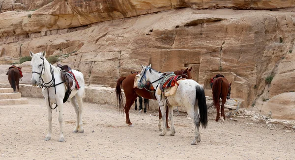 Beduini cai în Petra, Iordania - este un simbol al Iordaniei, precum și cea mai vizitată atracție turistică a Iordaniei — Fotografie, imagine de stoc
