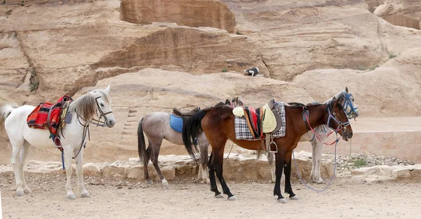 Chevaux bédouins à Petra, Jordanie- c'est un symbole de la Jordanie, ainsi que l'attraction touristique la plus visitée de Jordanie — Photo