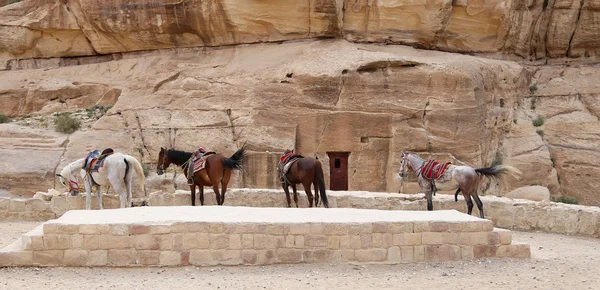 Beduíni koně v Petře, Jordan – to je symbolem Jordan, stejně jako si Jordan-nejnavštěvovanější turistická atrakce — Stock fotografie