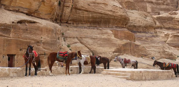 Beduini koni w Petra, Jordan--to jest symbolem Jordan, jak również jako Jordan jest najczęściej odwiedzanym atrakcja — Zdjęcie stockowe