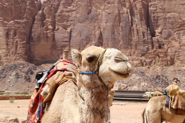 Camello en el desierto del ron de Wadi (también conocido como el valle de la luna) es un valle cortado en la piedra arenisca y roca de granito en el sur de Jordania 60 km al este de Aqaba — Foto de Stock