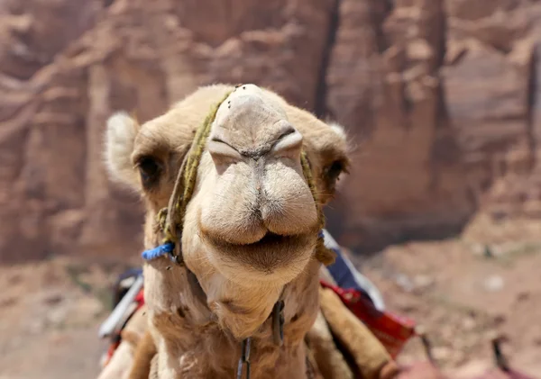 Camello en el desierto del ron de Wadi (también conocido como el valle de la luna) es un valle cortado en la piedra arenisca y roca de granito en el sur de Jordania 60 km al este de Aqaba — Foto de Stock