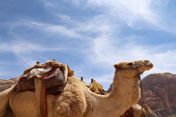 Wielbłąd na pustyni Wadi Rum (również znany jako Dolina księżyca) jest Dolina pokroić w skale piaskowca i granitu w południowej Jordan 60 km na wschód od Akaby — Zdjęcie stockowe