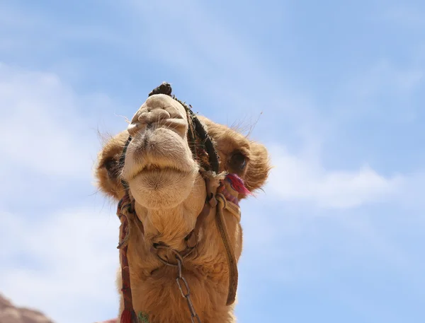 Camello en el desierto del ron de Wadi (también conocido como el valle de la luna) es un valle cortado en la piedra arenisca y roca de granito en el sur de Jordania 60 km al este de Aqaba — Foto de Stock