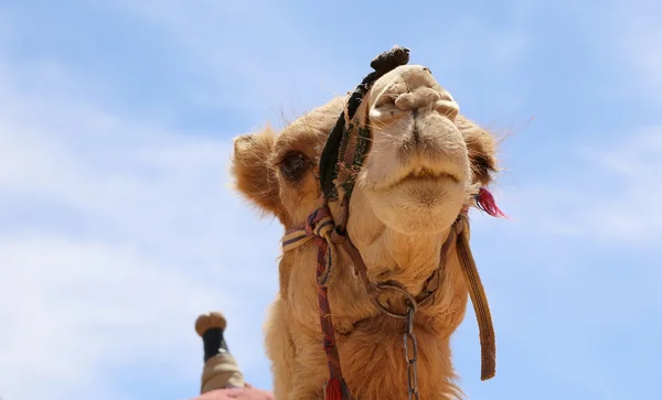 Kamel in der Wadi-Rum-Wüste (auch als das Tal des Mondes bekannt) ist ein Tal, das in den Sandstein und Granitfelsen im südlichen Jordanien 60 km östlich von Aqaba gehauen wurde. — Stockfoto
