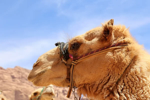 Kamel in der Wadi-Rum-Wüste (auch als das Tal des Mondes bekannt) ist ein Tal, das in den Sandstein und Granitfelsen im südlichen Jordanien 60 km östlich von Aqaba gehauen wurde. — Stockfoto