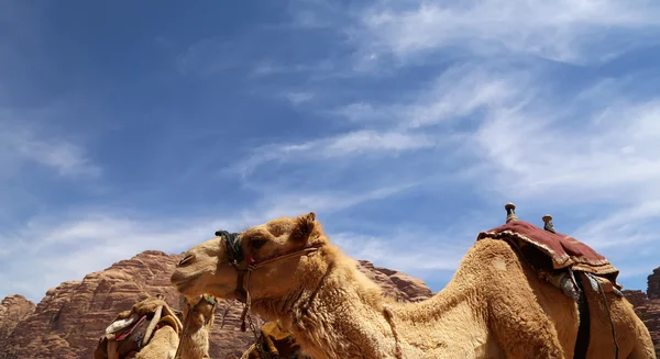 Camello en el desierto del ron de Wadi (también conocido como el valle de la luna) es un valle cortado en la piedra arenisca y roca de granito en el sur de Jordania 60 km al este de Aqaba —  Fotos de Stock