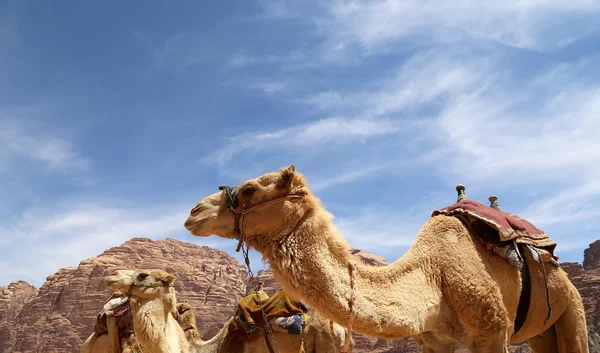 Camello en el desierto del ron de Wadi (también conocido como el valle de la luna) es un valle cortado en la piedra arenisca y roca de granito en el sur de Jordania 60 km al este de Aqaba —  Fotos de Stock