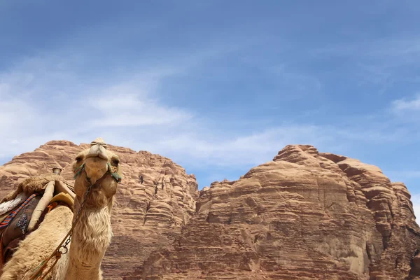 Kamel in der Wadi-Rum-Wüste (auch als das Tal des Mondes bekannt) ist ein Tal, das in den Sandstein und Granitfelsen im südlichen Jordanien 60 km östlich von Aqaba gehauen wurde. — Stockfoto