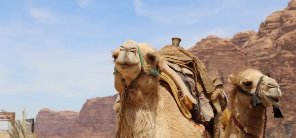 Wielbłąd na pustyni Wadi Rum (również znany jako Dolina księżyca) jest Dolina pokroić w skale piaskowca i granitu w południowej Jordan 60 km na wschód od Akaby — Zdjęcie stockowe