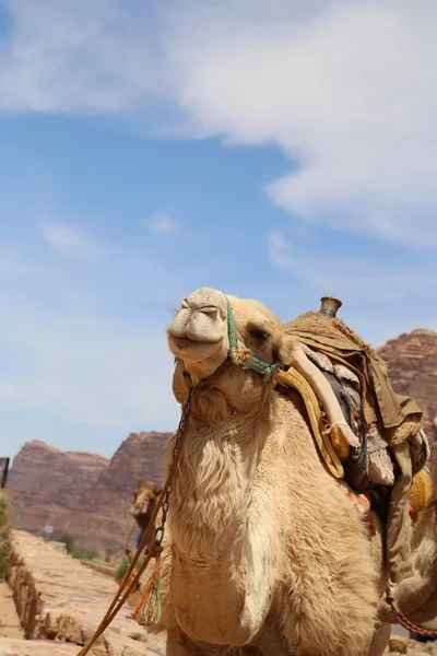 Kamel in der Wadi-Rum-Wüste (auch als das Tal des Mondes bekannt) ist ein Tal, das in den Sandstein und Granitfelsen im südlichen Jordanien 60 km östlich von Aqaba gehauen wurde. — Stockfoto