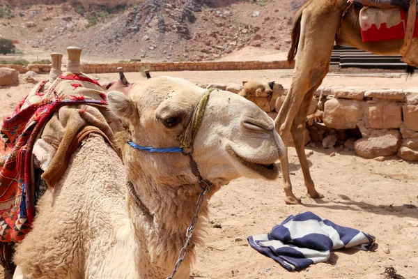 Camello en el desierto del ron de Wadi (también conocido como el valle de la luna) es un valle cortado en la piedra arenisca y roca de granito en el sur de Jordania 60 km al este de Aqaba —  Fotos de Stock