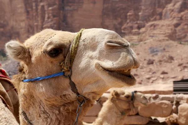 Camello en el desierto del ron de Wadi (también conocido como el valle de la luna) es un valle cortado en la piedra arenisca y roca de granito en el sur de Jordania 60 km al este de Aqaba — Foto de Stock