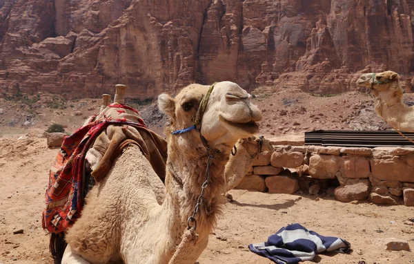 Camello en el desierto del ron de Wadi (también conocido como el valle de la luna) es un valle cortado en la piedra arenisca y roca de granito en el sur de Jordania 60 km al este de Aqaba — Foto de Stock