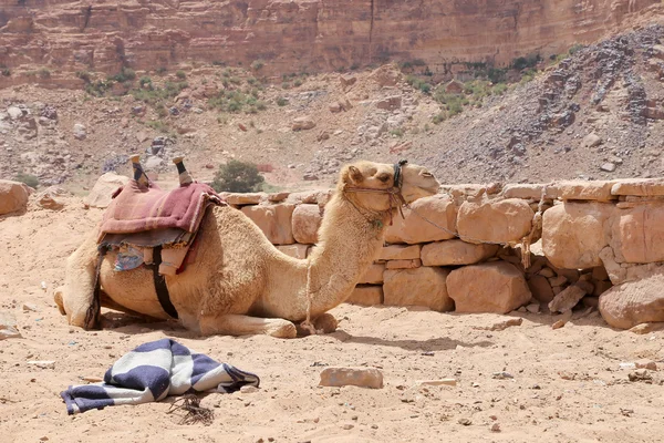 Camello en el desierto del ron de Wadi (también conocido como el valle de la luna) es un valle cortado en la piedra arenisca y roca de granito en el sur de Jordania 60 km al este de Aqaba —  Fotos de Stock