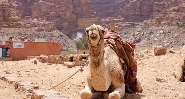 Camello en el desierto del ron de Wadi (también conocido como el valle de la luna) es un valle cortado en la piedra arenisca y roca de granito en el sur de Jordania 60 km al este de Aqaba — Foto de Stock