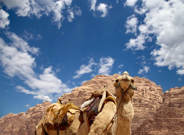 Camello en el desierto del ron de Wadi (también conocido como el valle de la luna) es un valle cortado en la piedra arenisca y roca de granito en el sur de Jordania 60 km al este de Aqaba — Foto de Stock