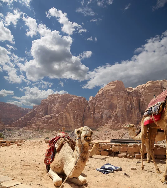 Camello en el desierto del ron de Wadi (también conocido como el valle de la luna) es un valle cortado en la piedra arenisca y roca de granito en el sur de Jordania 60 km al este de Aqaba — Foto de Stock