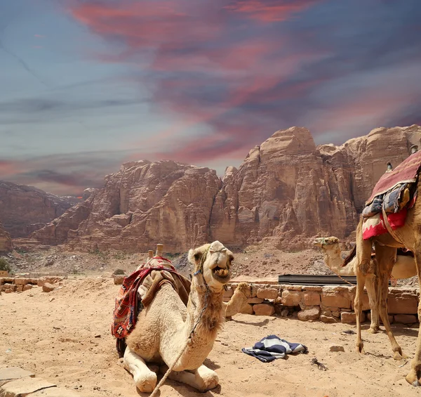 Kamel in der Wadi-Rum-Wüste (auch als das Tal des Mondes bekannt) ist ein Tal, das in den Sandstein und Granitfelsen im südlichen Jordanien 60 km östlich von Aqaba gehauen wurde. — Stockfoto