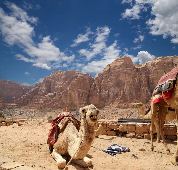 Wadi Rum çölde (olarak da bilinen The Valley ay) deve Güney Jordan kumtaşı ve granit kayaya 60 km doğuda Akabe kesilmiş bir vadi olan — Stok fotoğraf
