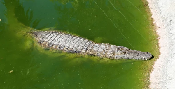 Um closeup foto crocodilo — Fotografia de Stock