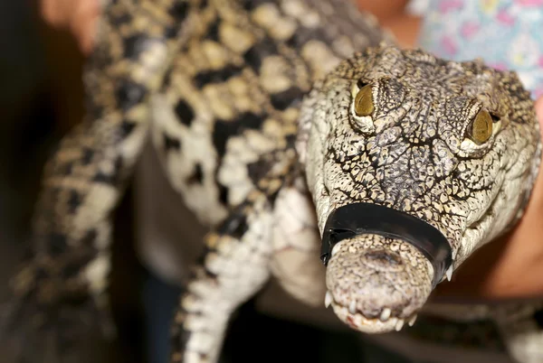 Um closeup foto crocodilo — Fotografia de Stock