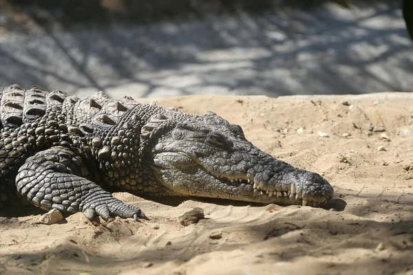 Um closeup foto crocodilo — Fotografia de Stock