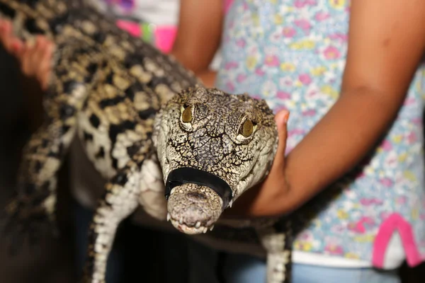 A closeup photo crocodile — Stock Photo, Image