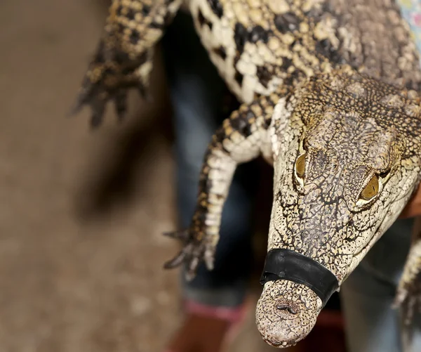 A closeup photo crocodile — Stock Photo, Image