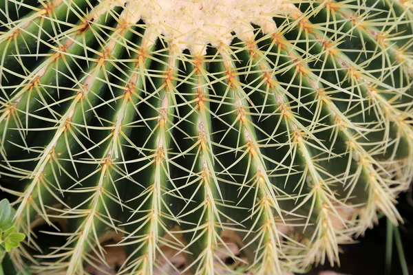 Barrel Cactus — Stock Photo, Image