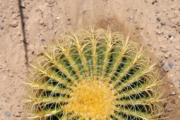 Fat cactus — Stockfoto