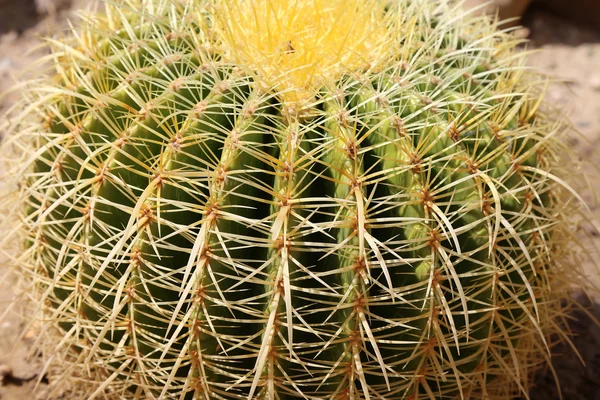 Butoi cactus — Fotografie, imagine de stoc