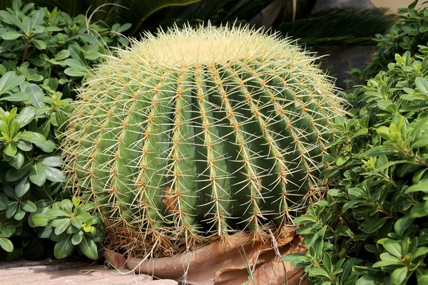 Fat cactus — Stockfoto