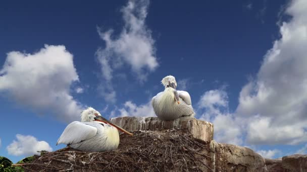 Familie twee pelikanen nest naar de hemel — Stockvideo