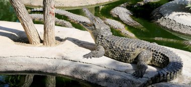 bir timsah portre fotoğraf