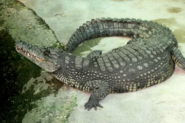 bir timsah portre fotoğraf