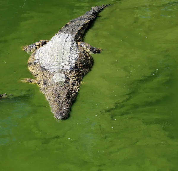 Foto close-up de um crocodilo — Fotografia de Stock