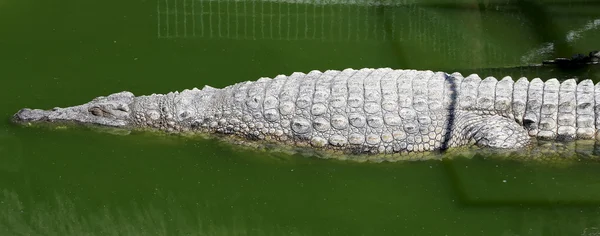 Foto close-up de um crocodilo — Fotografia de Stock