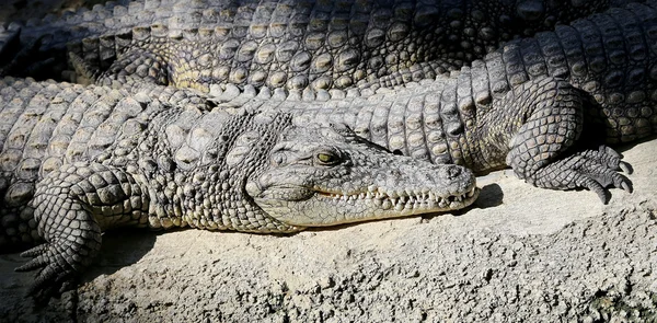 Vértes fotó a krokodil — Stock Fotó