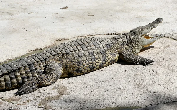 Närbild foto av en krokodil — Stockfoto