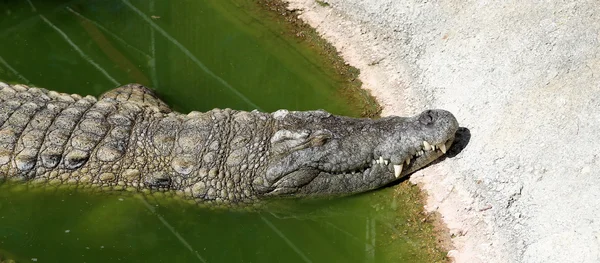 Closeup photo of a crocodile — Stock Photo, Image