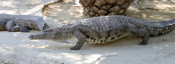 Närbild foto av en krokodil — Stockfoto
